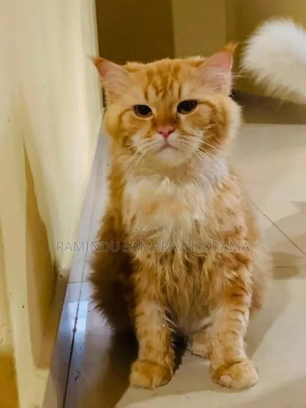 Persian Cat