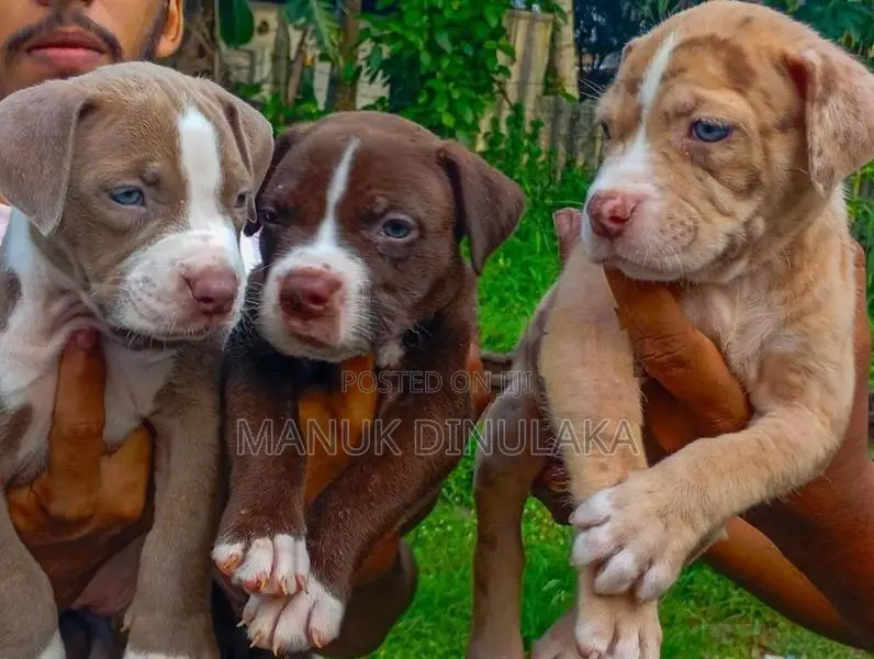 American Bully Puppies