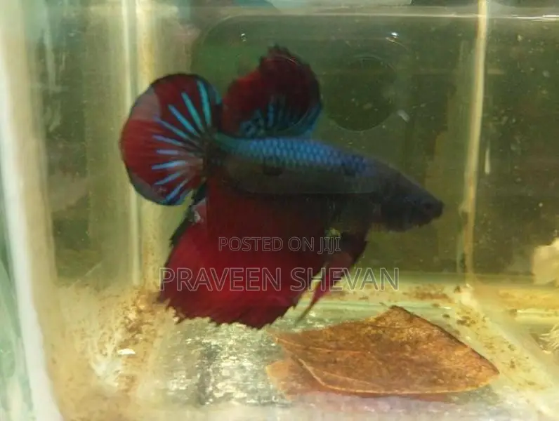 Betta Fish