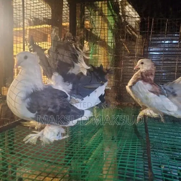 Pigeons