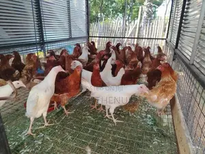 Muddai Koli