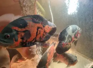Oscar Fish