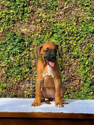Boxer Puppies