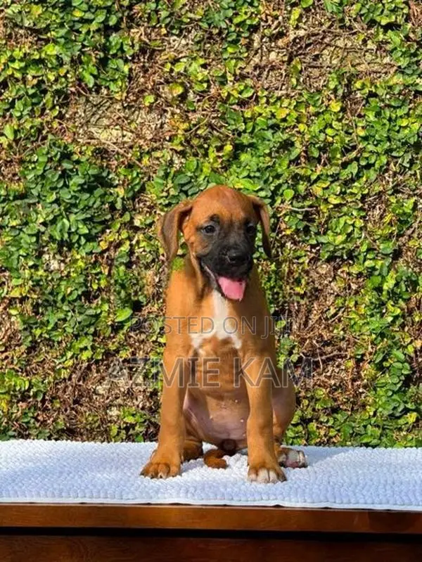 Boxer Puppies