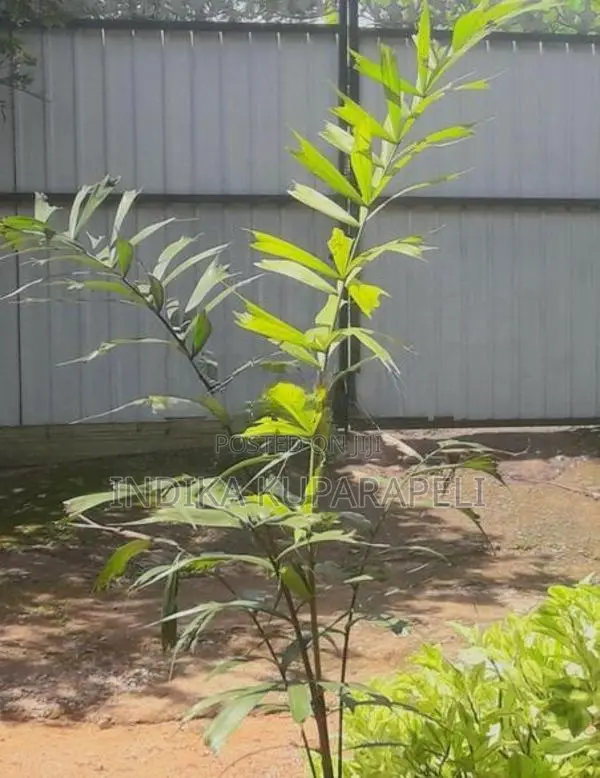 Oranamental Palm