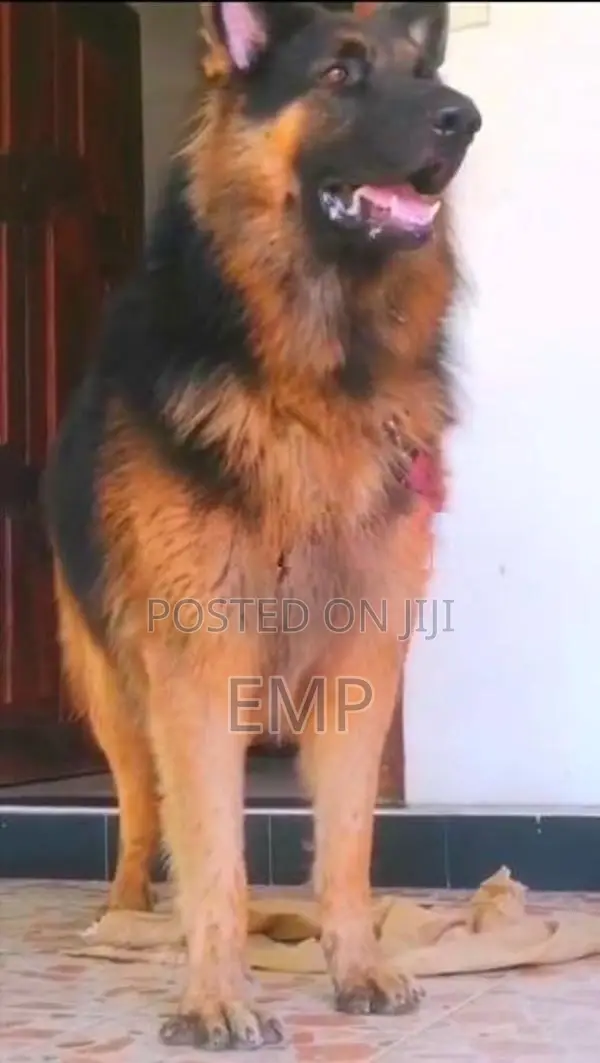 Lion Shepherd Puppies
