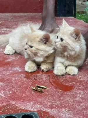 Persian Cat