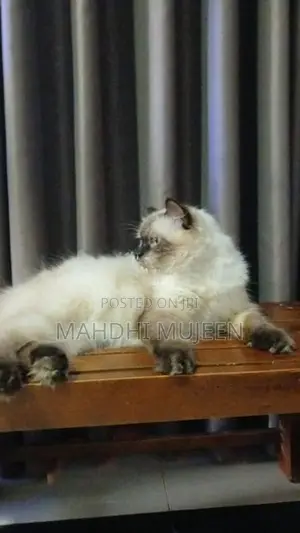 Himalayan Cat