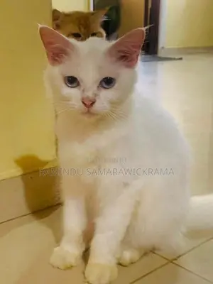 Persian Cat