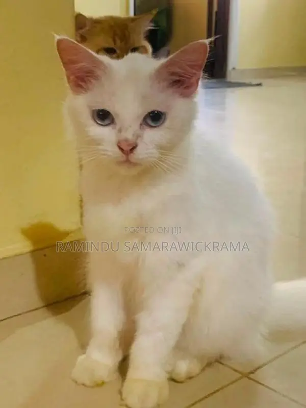 Persian Cat