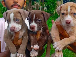 American Bully Puppies