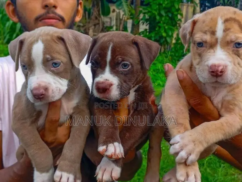 American Bully Puppies