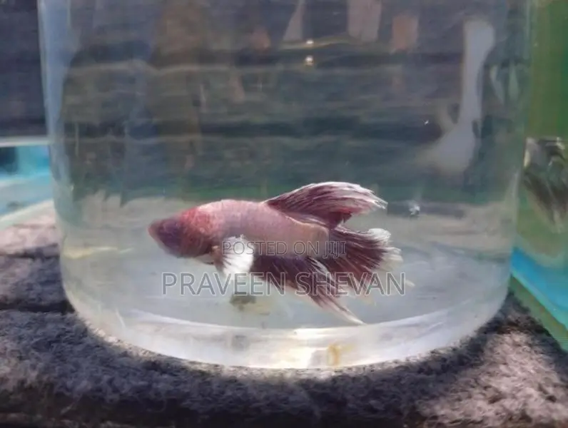 Betta Fish