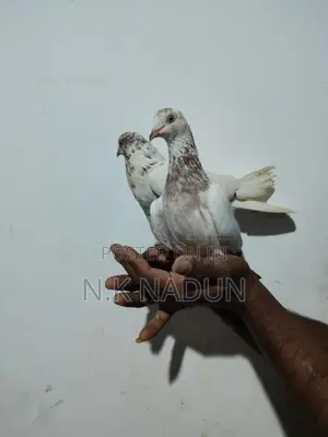 Pigeons