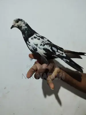 Pigeons