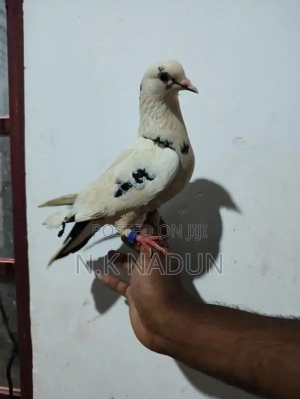 Pigeons
