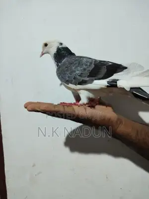 Pigeons