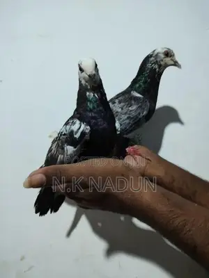 Pigeons