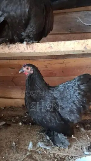 Chicken