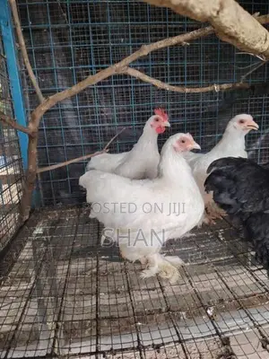 Chicken