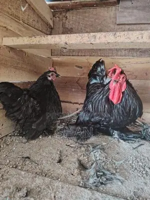 Chicken