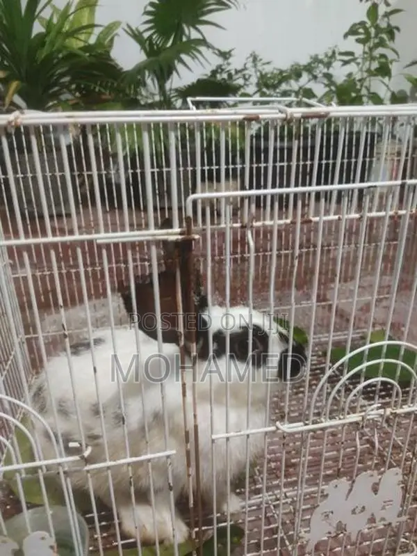 English Spot Male Rabbit