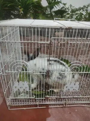 English Spot Male Rabbit