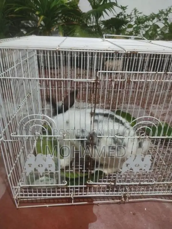 English Spot Male Rabbit