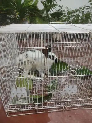 English Spot Male Rabbit