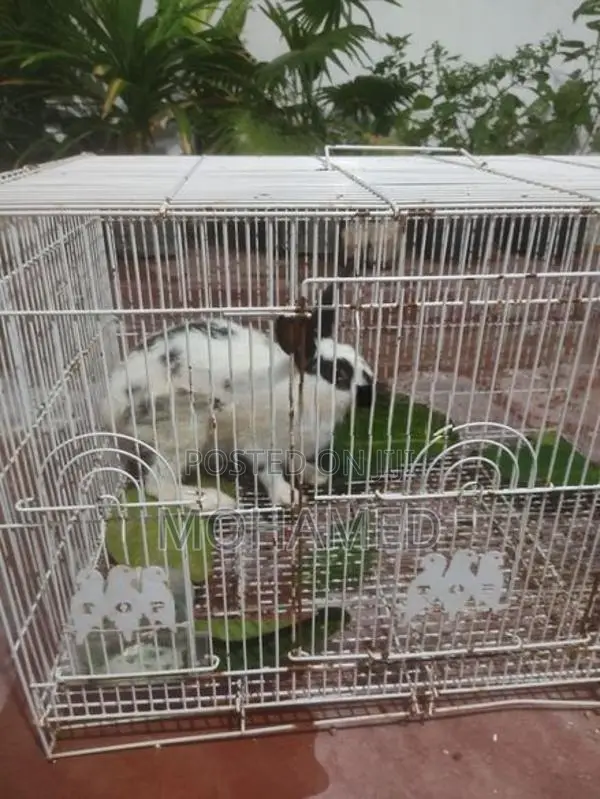 English Spot Male Rabbit