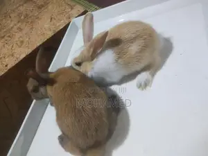 English Spot Male Rabbit