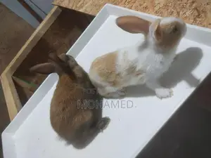 English Spot Male Rabbit