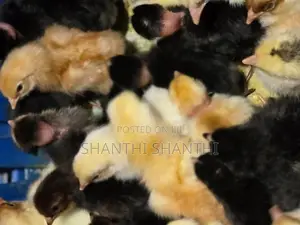 Chicks