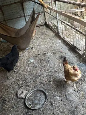 Chickens