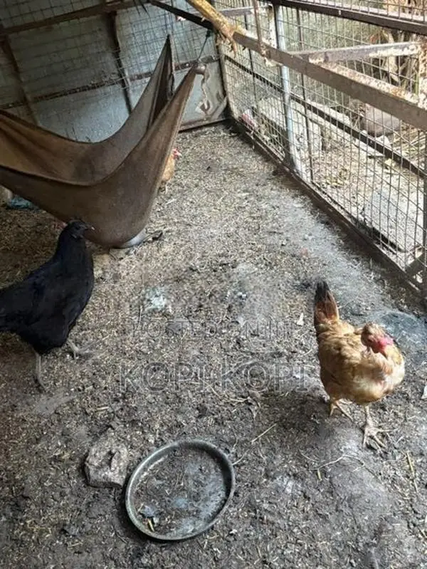 Chickens