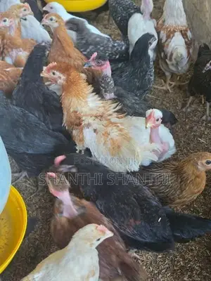 Chicks