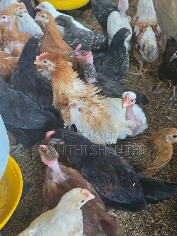 Chicks
