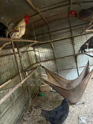 Chickens