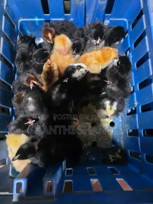 Chicks