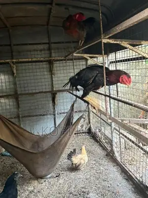 Chickens