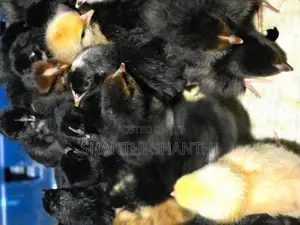 Chicks