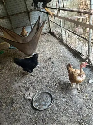 Chickens