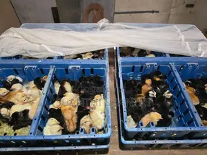 Chicks