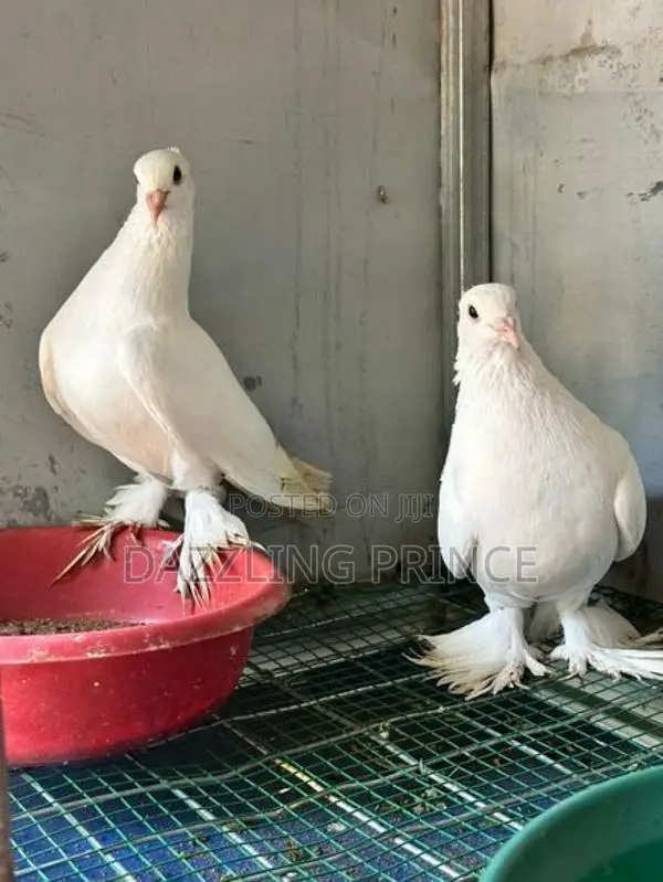 Pura Jodi