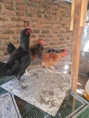 நாட்டு கோழி சேவல்
