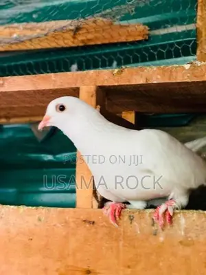 Pigeon