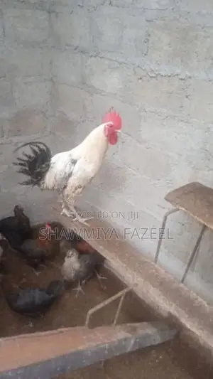 Chicken