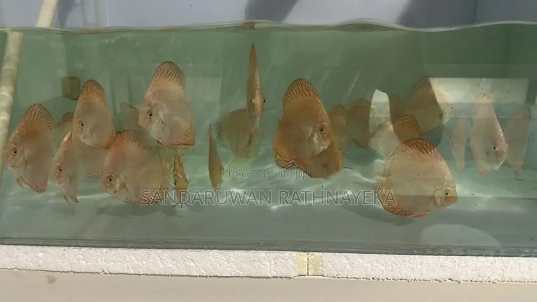 Discus Fish