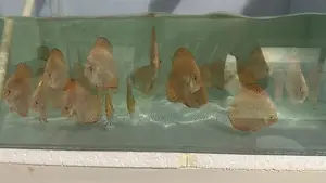 Discus Fish
