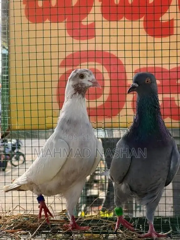 pigeon